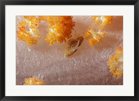 Framed Crab on Soft Coral, Indonesia Print