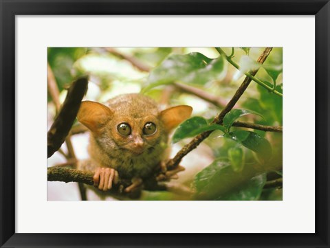 Framed Oceania, Indonesia, Sulawesi Tarsier, Primate Print