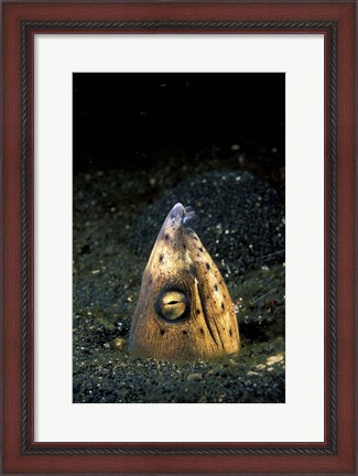 Framed Blackfin Snake Eel with cleaner shrimp, North Sulawesi, Indonesia Print