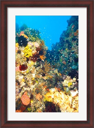 Framed Healthy Reef, Komodo, Indonesia Print