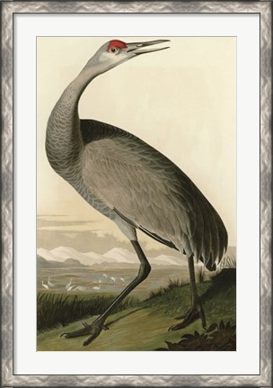 Framed Hooping Crane Print
