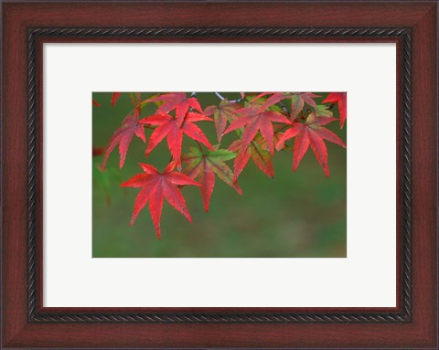Framed Maple Leaves, Kyoto, Japan Print