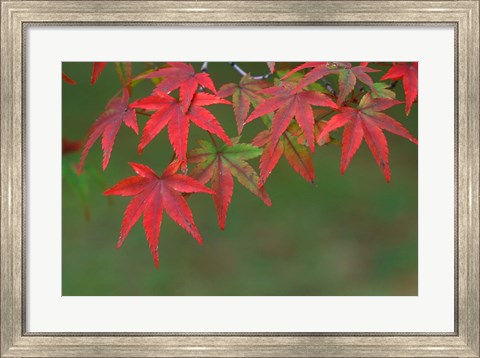 Framed Maple Leaves, Kyoto, Japan Print