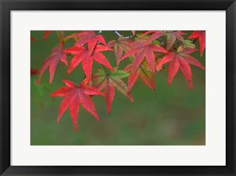 Framed Maple Leaves, Kyoto, Japan Print