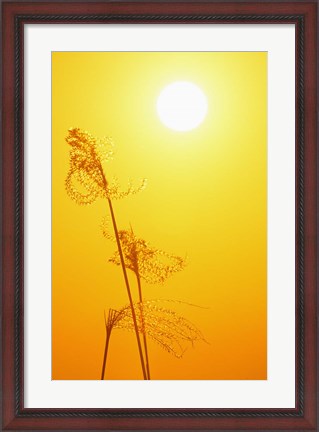 Framed Susuki Grass at Sunset, Kagoshima, Japan Print