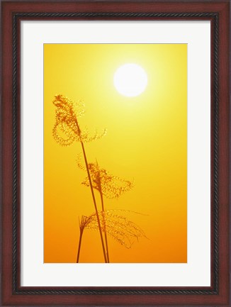 Framed Susuki Grass at Sunset, Kagoshima, Japan Print