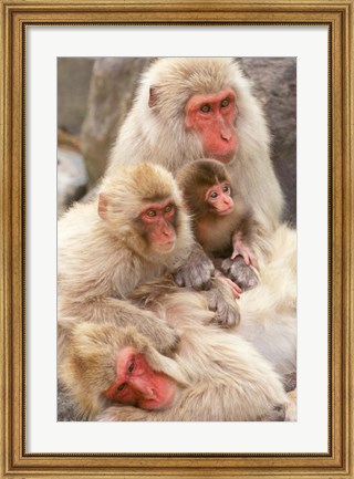 Framed Japan, Nagano, Jigokudani, Snow Monkey Family Print