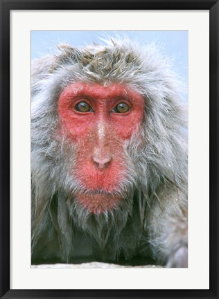 Framed Snow Monkey, Japanese Macaque, Nagano, Japan Print