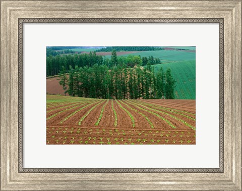 Framed Sugar Beet Field, Biei, Hokkaido, Japan Print