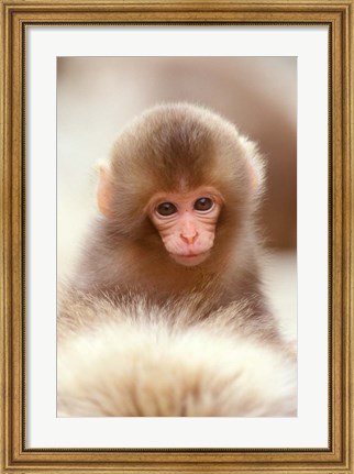 Framed Japan, Nagano, Jigokudani, Snow Monkey Baby Print