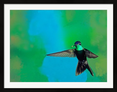 Framed Magnificent hummingbird in flight, Arizona, USA Print