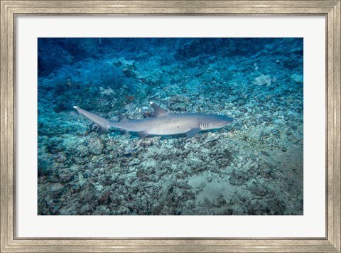 Framed WhiteTip Reef Shark, Malaysia Print
