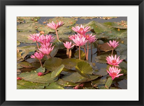 Framed Pink Lotus Flower in the Morning Light, Thailand Print