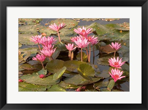 Framed Pink Lotus Flower in the Morning Light, Thailand Print