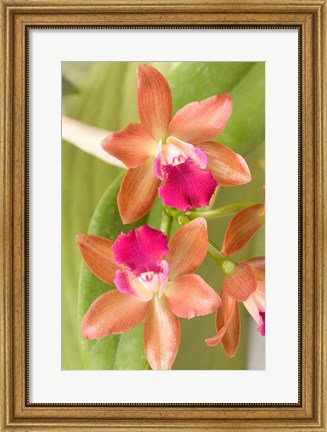 Framed Orchid Blooms in the Spring, Thailand Print