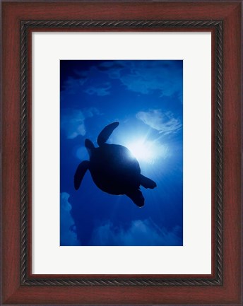 Framed Sea Turtle Underwater, Sipadan Island South Point, Malaysia Print