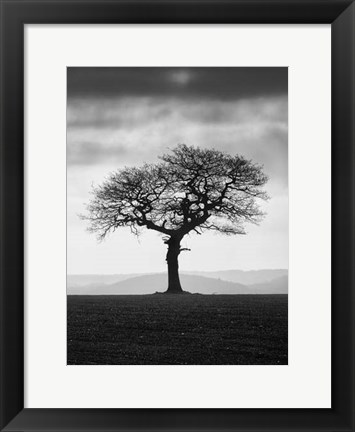 Framed Without Leaves Print