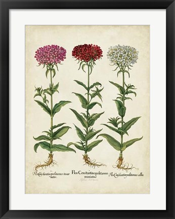 Framed Besler Florilegium IV Print