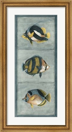 Framed Tropical Fish Trio II Print