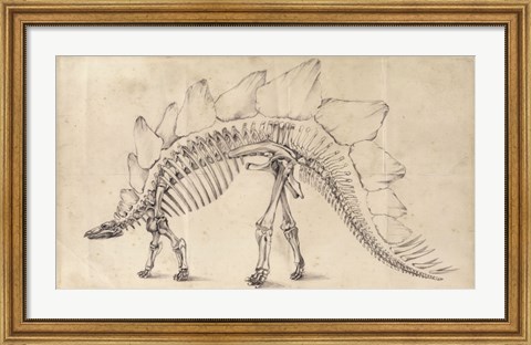 Framed Dinosaur Study III Print