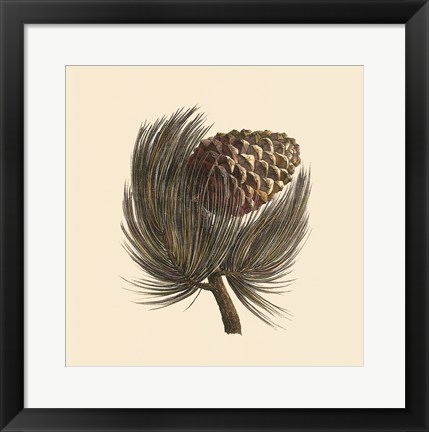 Framed Pignon Pine Print