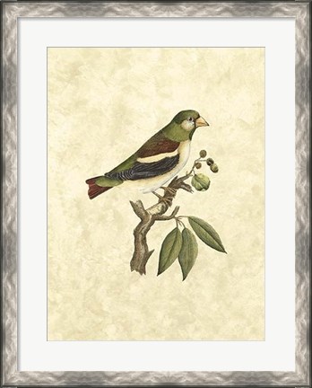 Framed Selby Birds V Print