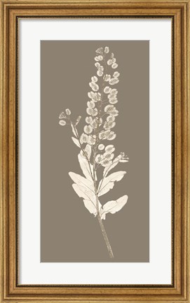 Framed Taupe Nature Study III Print
