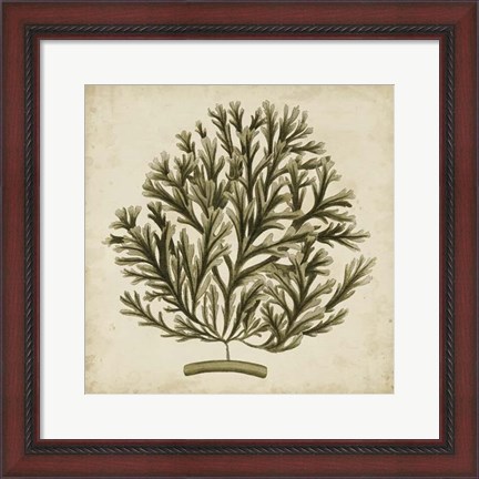 Framed Vintage Seaweed I Print