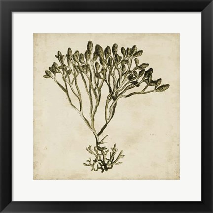 Framed Vintage Seaweed IV Print