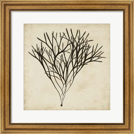 Framed Vintage Seaweed V Print
