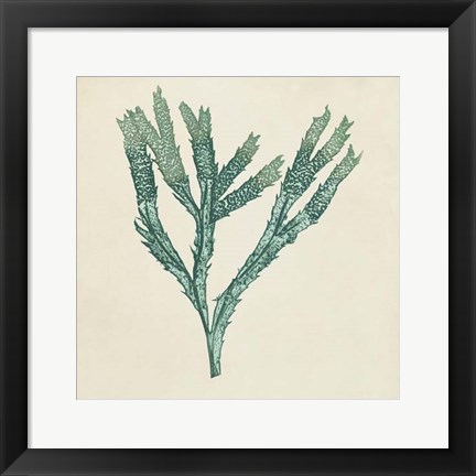 Framed Chromatic Seaweed III Print