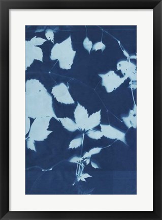 Framed Cyanotype No.12 Print