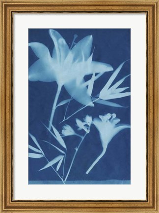 Framed Cyanotype No.18 Print