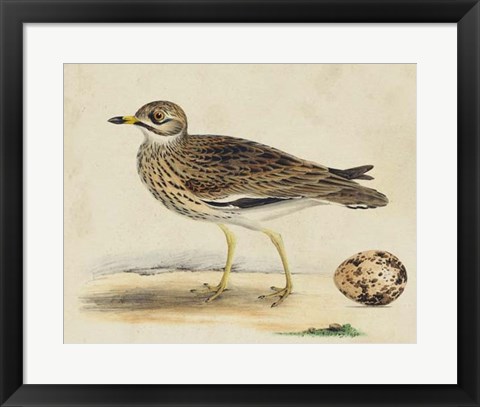 Framed Meyer Shorebirds IV Print