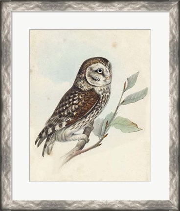 Framed Meyer Little Owl Print