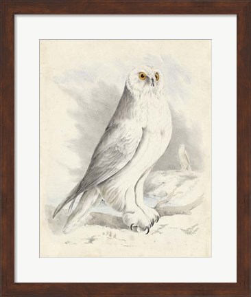 Framed Meyer Snowy Owl Print