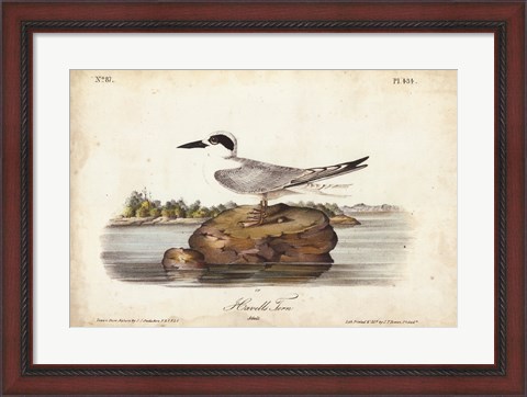 Framed Audubon Havells Tern Print