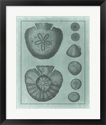 Framed Spa Shell Collection VI Print