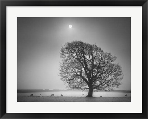 Framed Evening Light II Print