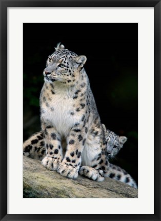 Framed Snow Leopard, Uncia uncia, Panthera uncia, Asia Print