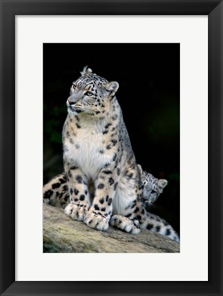 Framed Snow Leopard, Uncia uncia, Panthera uncia, Asia Print
