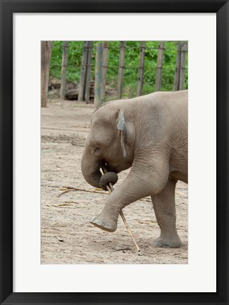 Framed Baby elephant with bamboo in trunk, Malaysia Print