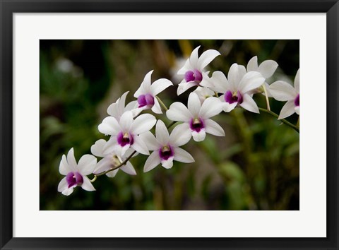 Framed Singapore. National Orchid Garden - White Orchids Print