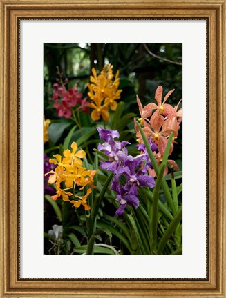 Framed Singapore. National Orchid Garden - Multi colored Orchids Print