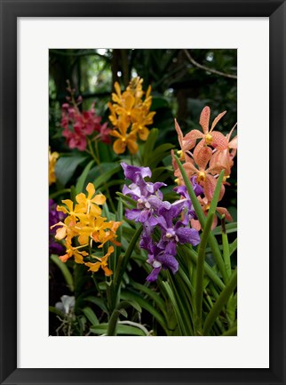 Framed Singapore. National Orchid Garden - Multi colored Orchids Print