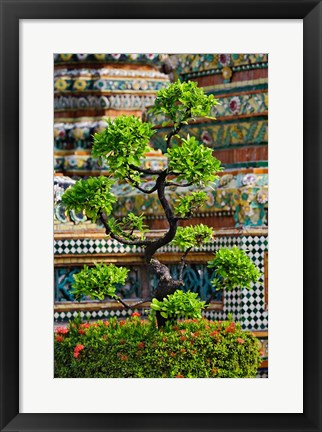 Framed Bonsai tree in front of chedi, Wat Pho, Bangkok, Thailand Print