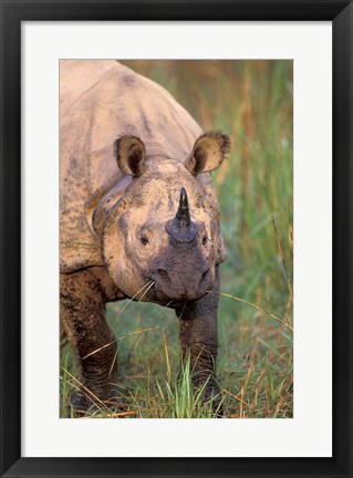 Framed Asia, Nepal, Royal Chitwan NP. Indian rhinoceros Print