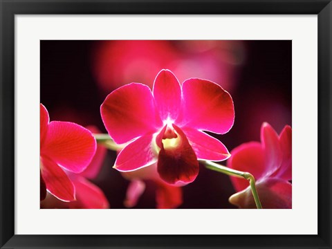 Framed Malaysia, Orchid Print