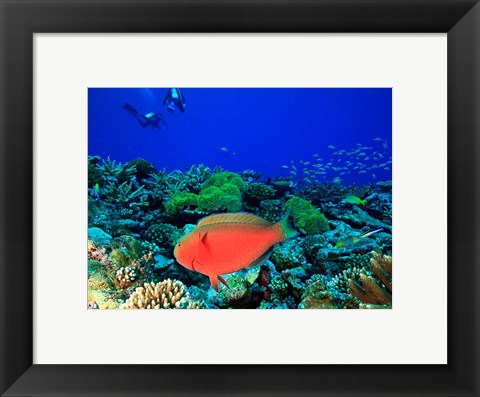 Framed Sheephead Parrotfish, North Huvadhoo Atoll, Southern Maldives, Indian Ocean Print
