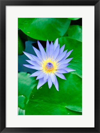 Framed Lily Flower at Wat Chalong temple Phuket, Thailand Print